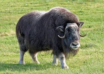 Todd Davison #2792 Beautiful Muskox Shadow Pattern. Bet You Don't Have One Of These.